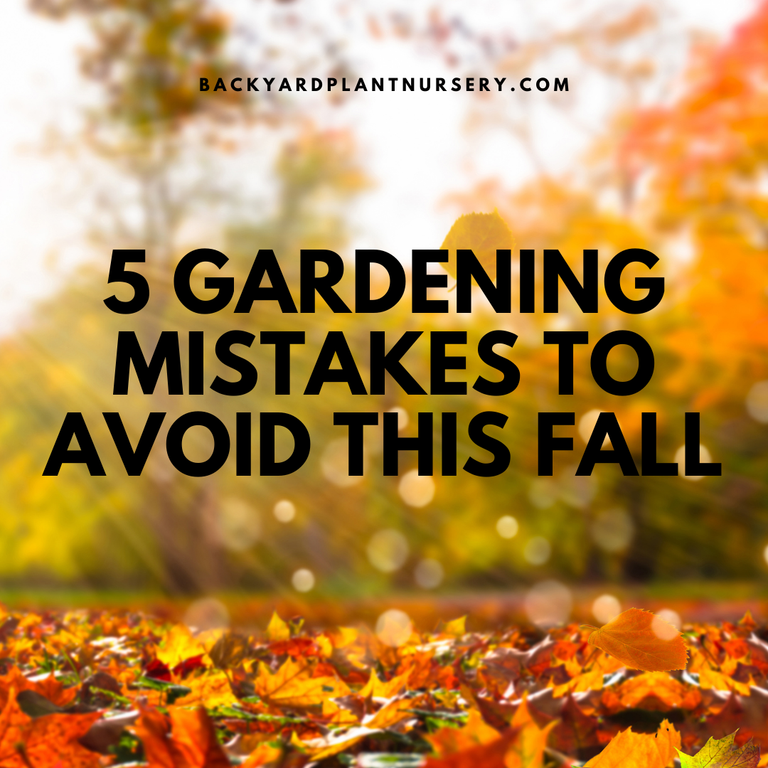 5 Gardening Mistakes to Avoid This Fall