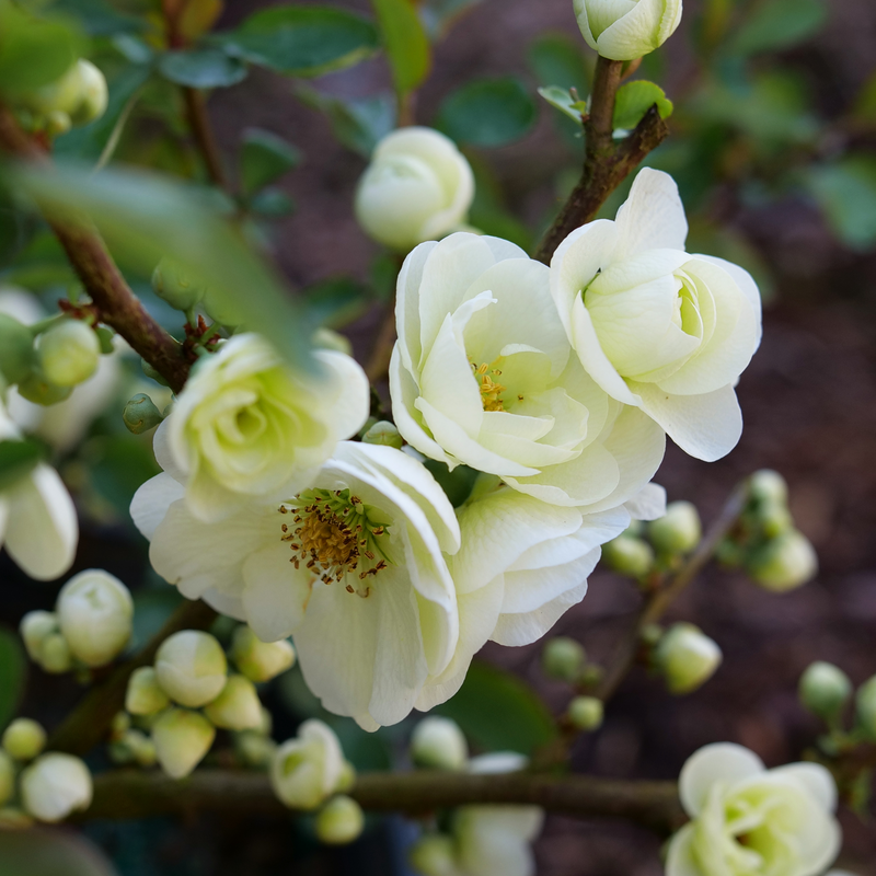 Thriving with Quince: The Ultimate Guide to Growing and Caring for Chaenomeles Speciosa"
