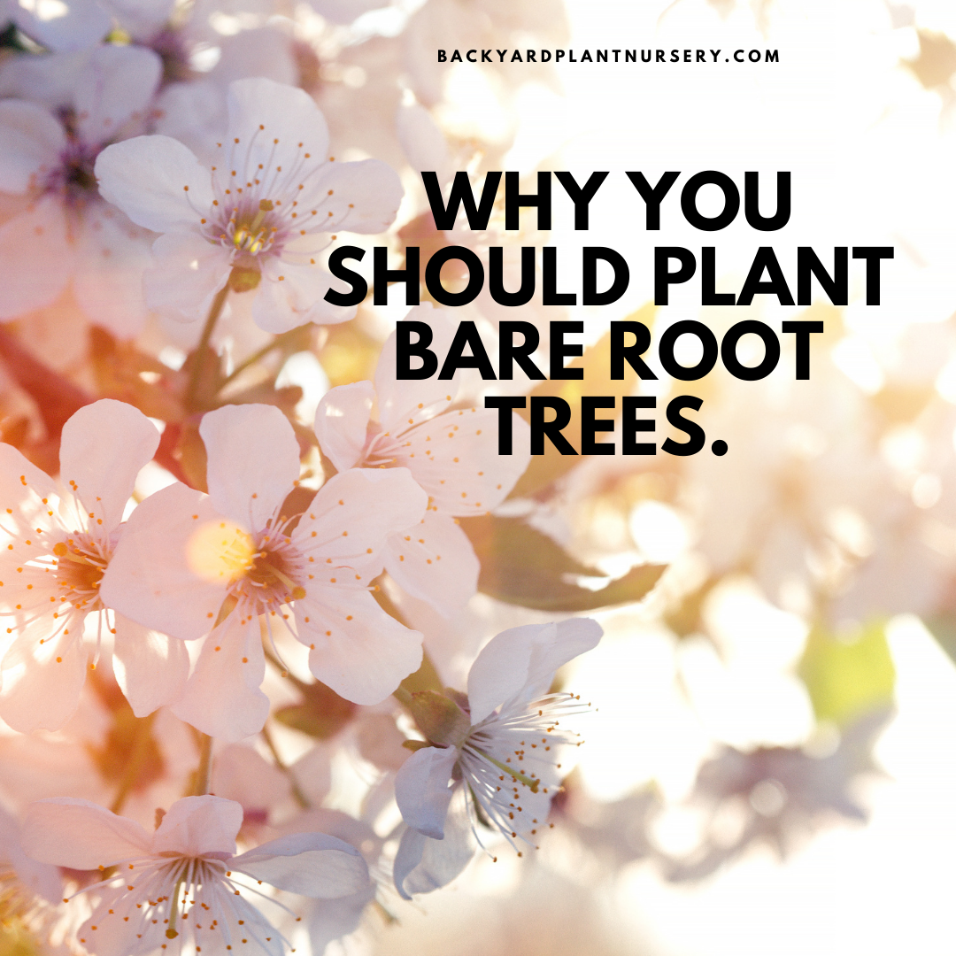 Why you should plant bare root trees.