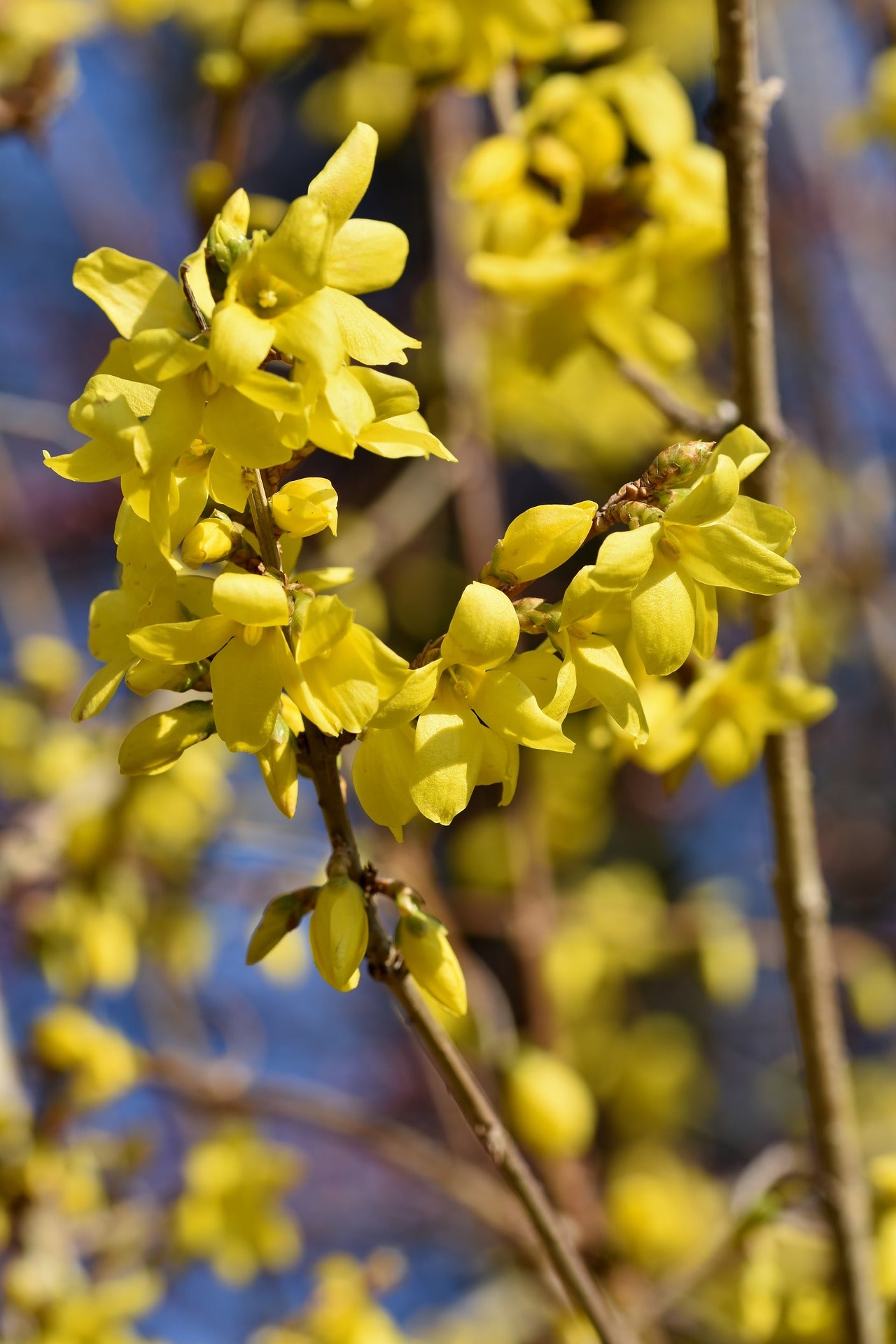 "Growing Forsythia Suspensa: Ultimate Guide to Blooming, Soil, Propagation, and Care"
