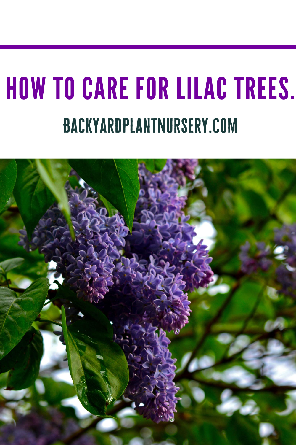 How to care for lilac trees.