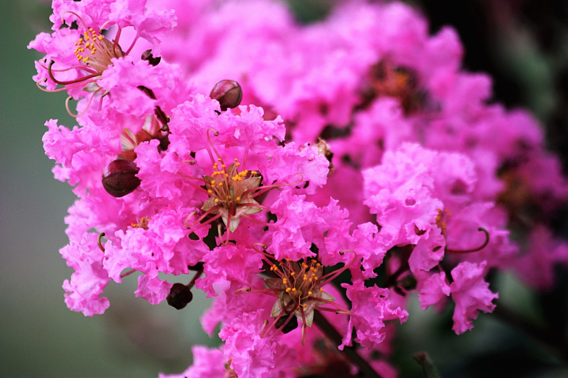 "Colorful Charm: Enhance Your Garden with Crepe Myrtle Trees"