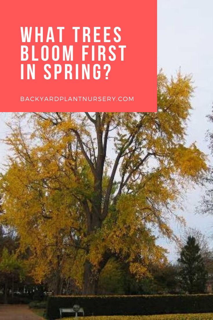 Best Spring Flowering Trees