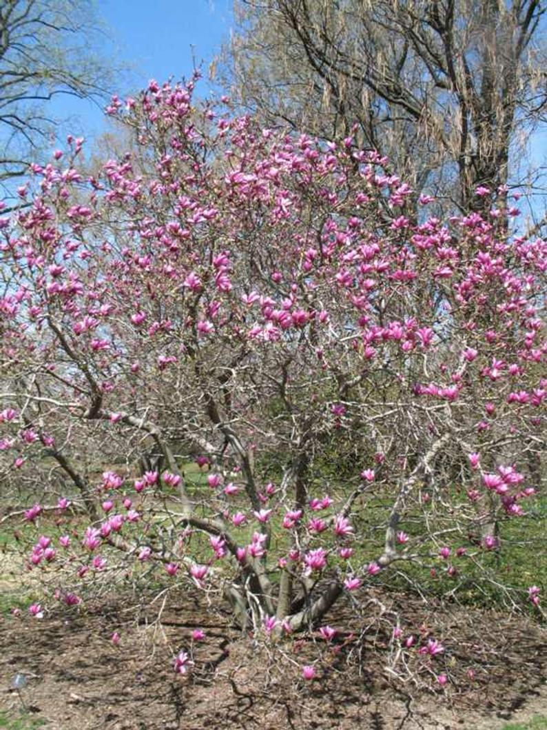 Flowering Trees For Sale All Zones in the USA