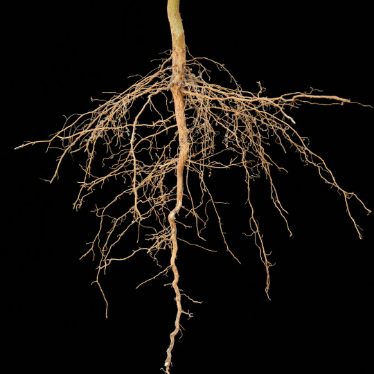 Pre-Order Bare Roots Trees and Shrubs for 2024
