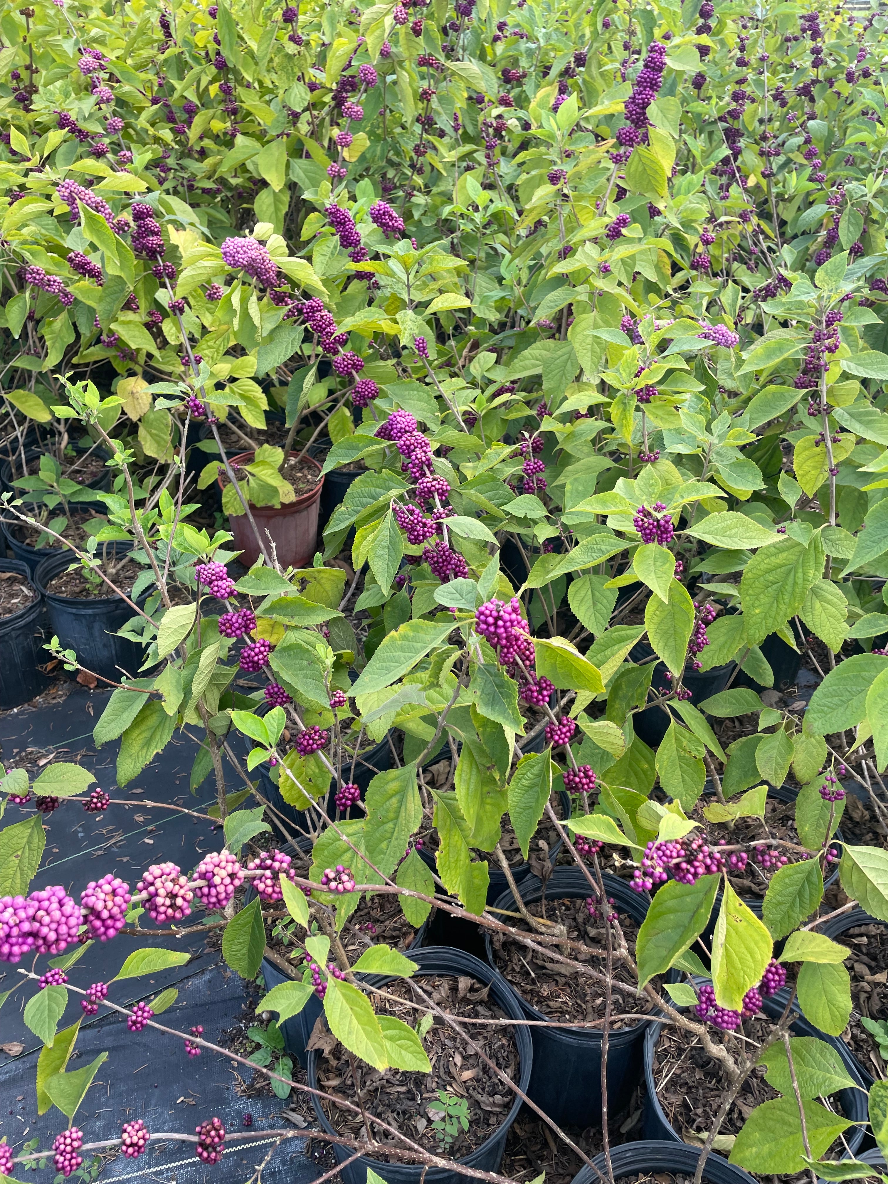 American Beautyberry Callicarpa shrub