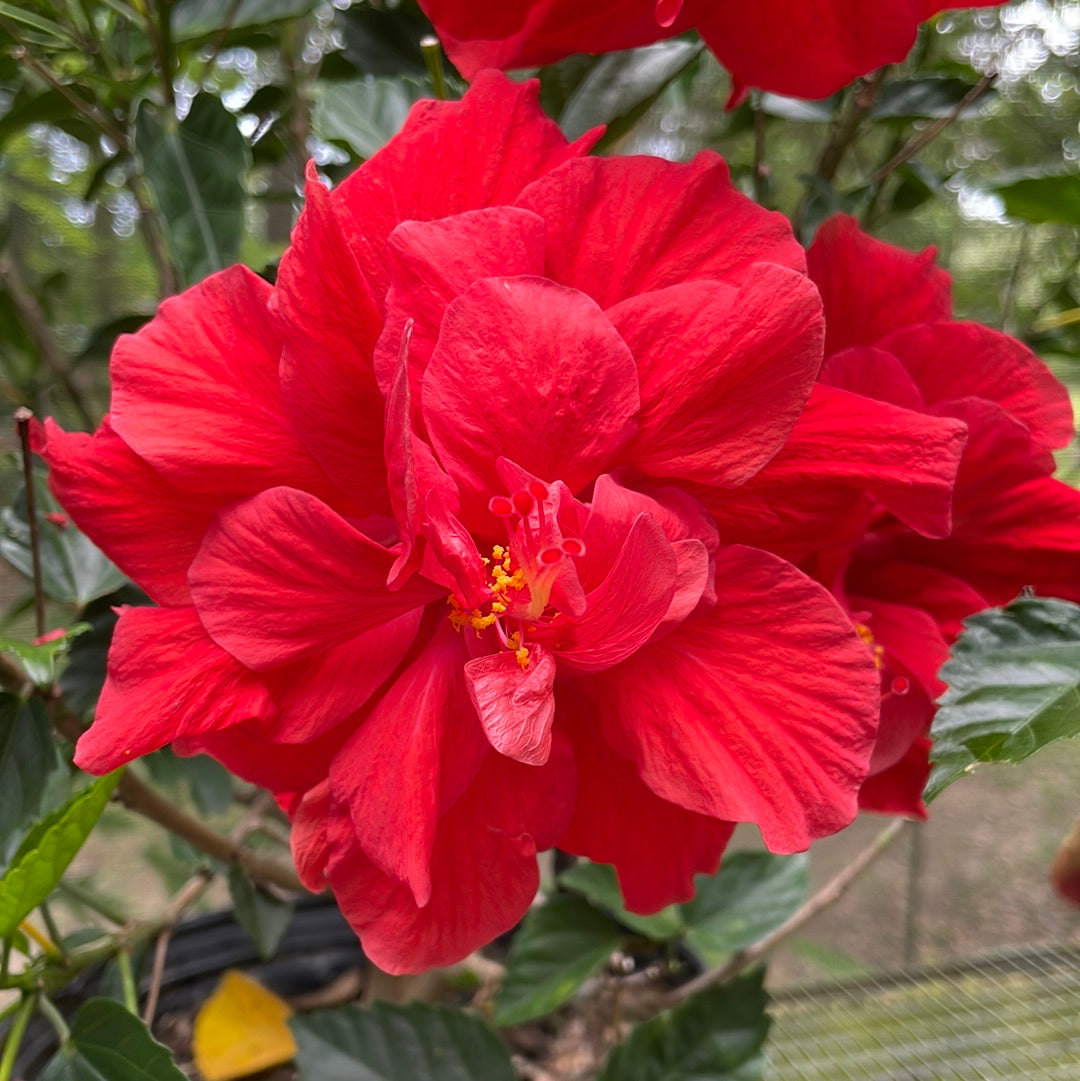 Hibiscus Double Petal Red Hibiscus Live Plant - Prolific Bloomer 3 gal