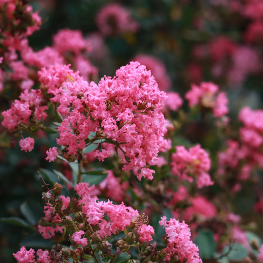 Pink Crepe Myrtle Trees 9 to 12 inches Tall Bare Root close up
