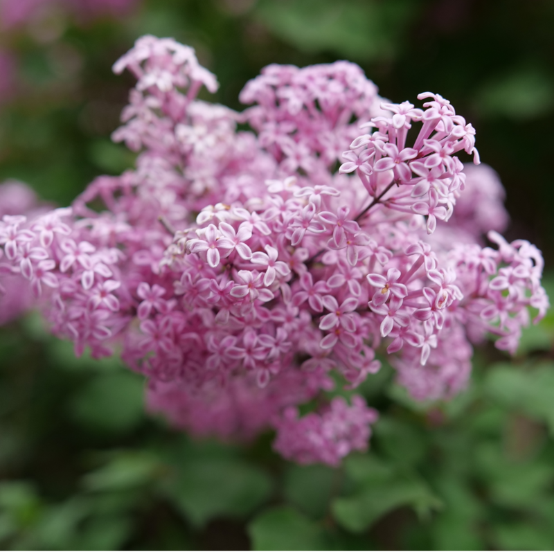PurPink Reblooming Lilac - Purple/Pink Flowers Quart Size Pot Proven Winners