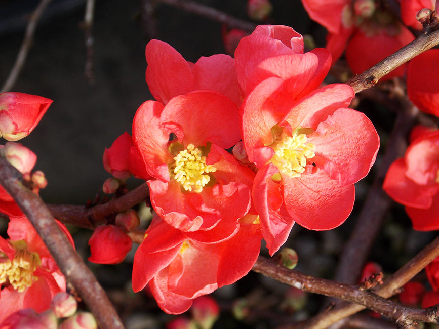 Texas Scarlet Red Quince Best flowering quince variety 4" Pot