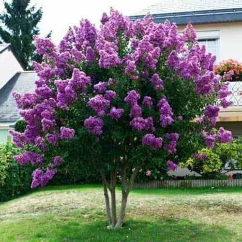 Purple Crepe Myrtle Trees 2-3ft  For Sale Purple Crape Myrtle Bare Root Flowering Tree Purple Crepe Myrtle Shrub