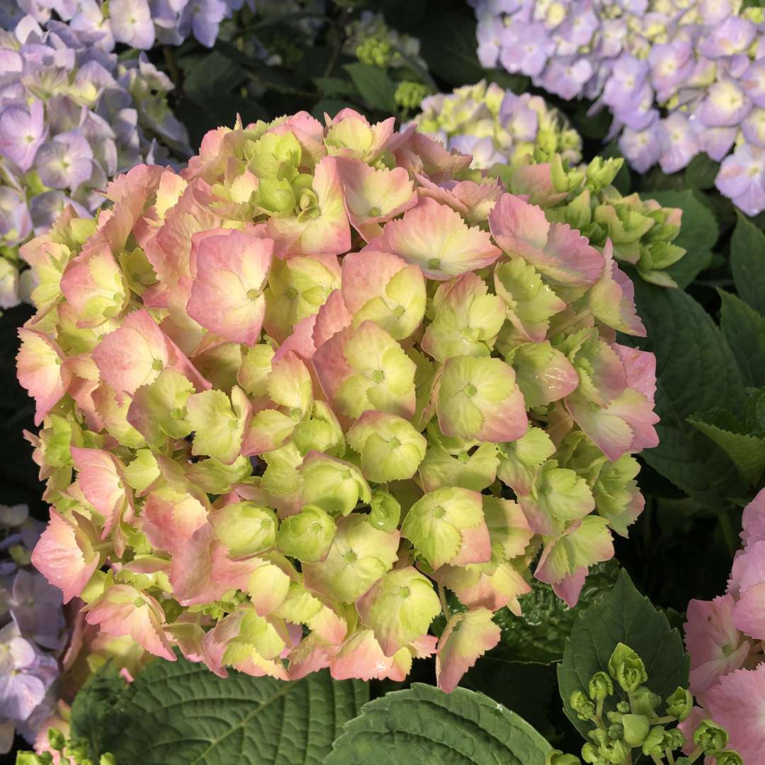 Reblooming Hydrangea Let’s Dance Sky View®  Flowering Shrubs Hydrangea Quart Pot