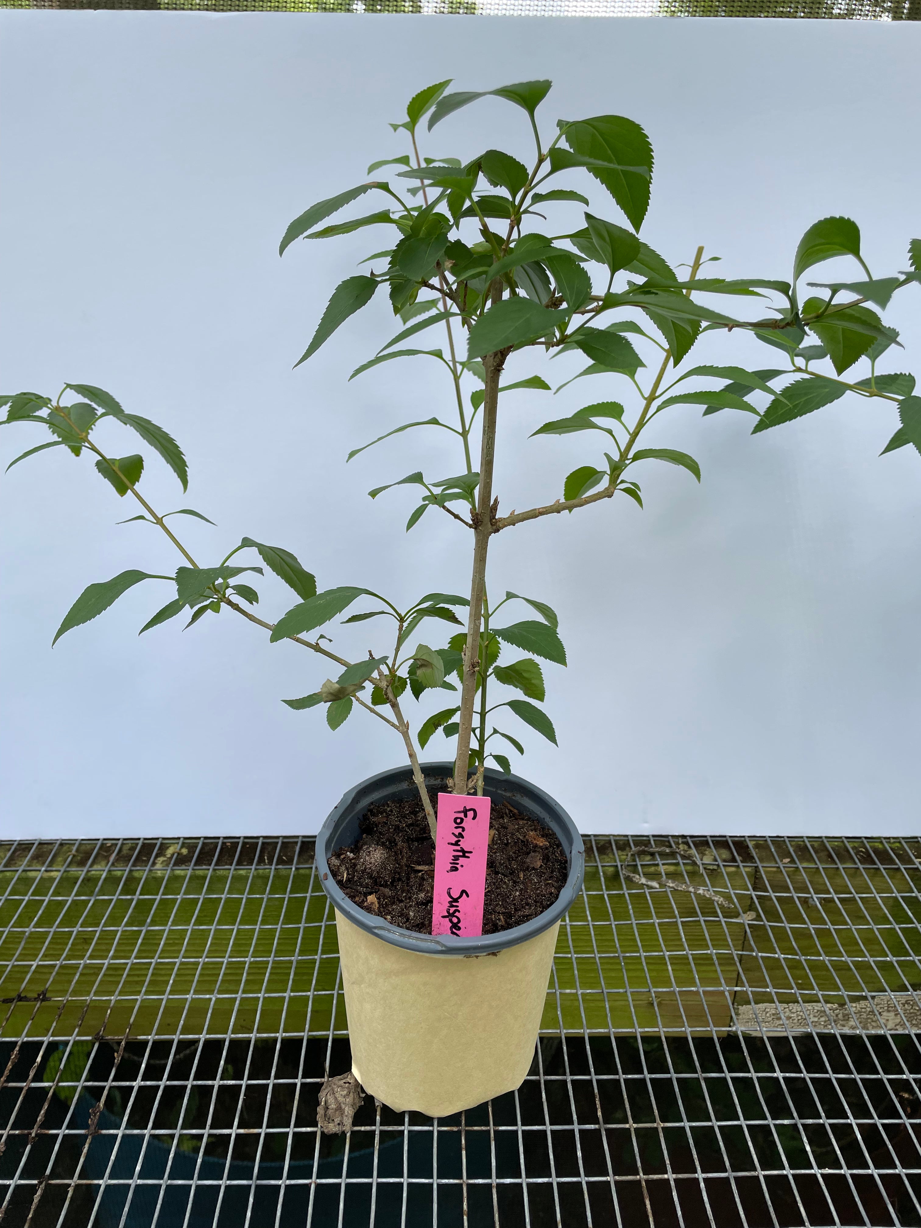 Weeping Forsythia "Forsythia suspensa" Starter Plant 4" Pot