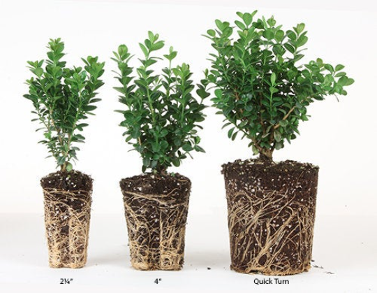 Chastetree ®  Blue Diddley Vitex agnus-castus Live Plant Quart Size Pot