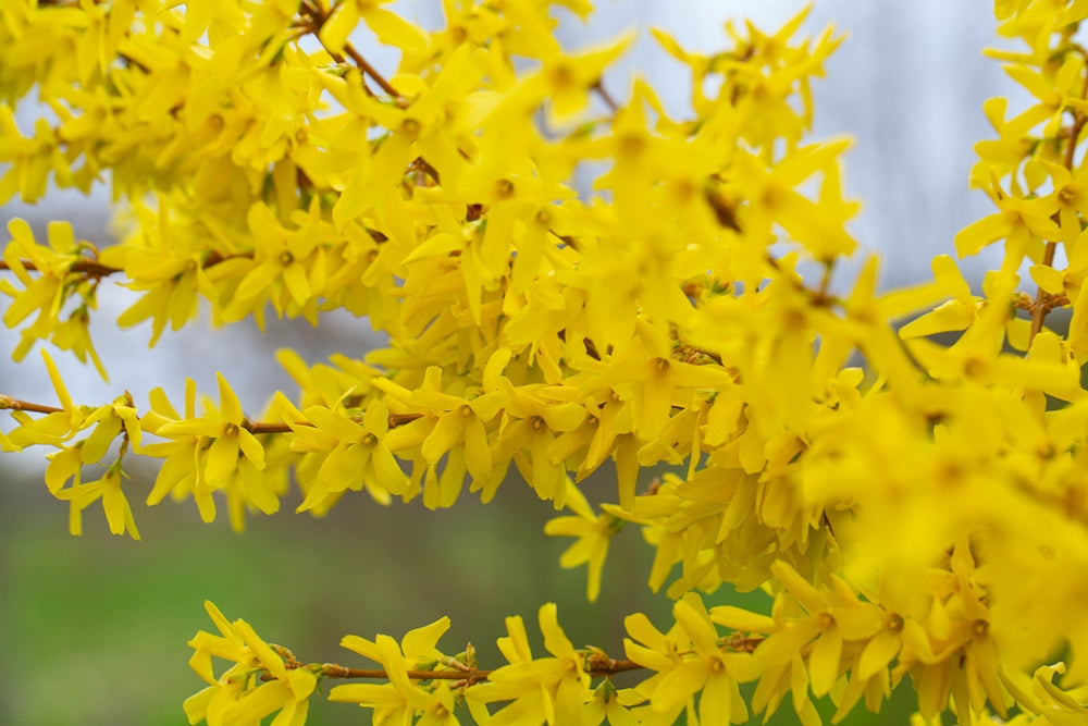 Brighten Your Space with 4 Weeping Forsythia Plants in 4" Pot"