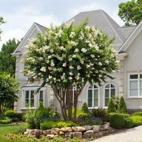 White Crepe Myrtle Trees Crape Myrtle Bare Root Tree For Sale White Crepe Myrtle Seedling 18 to 24 inches