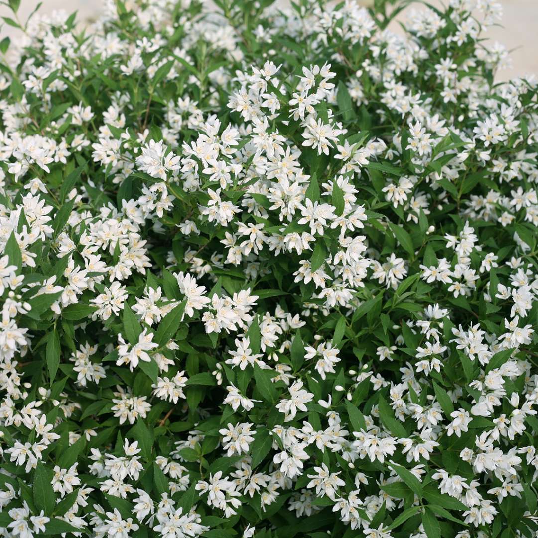 Yuki Snowflake Deutzia Blossom" Shrub With White Flowers - White blooming Proven Winners