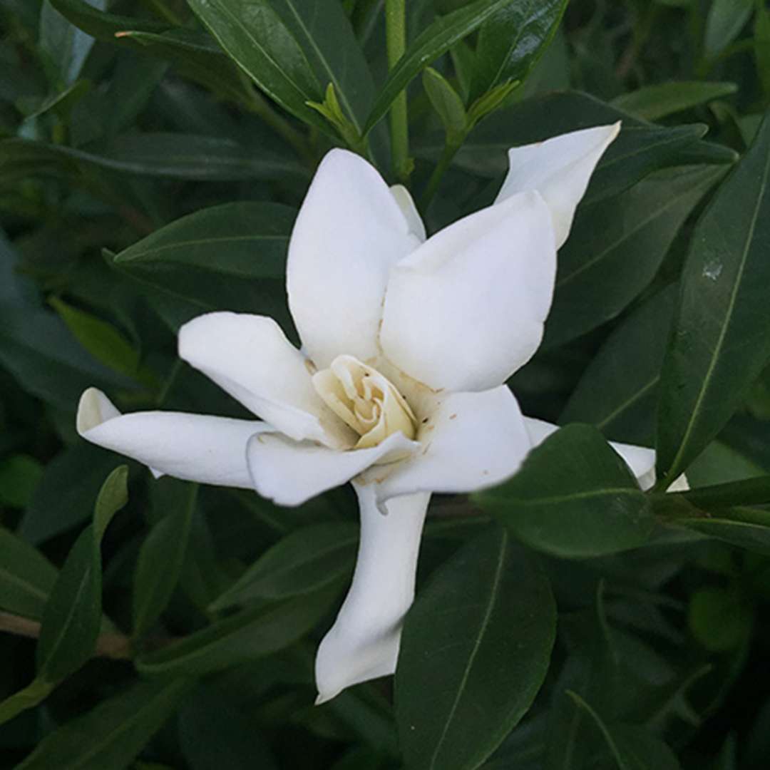 ‘Frost Proof’ Gardenia -  Gardenia Jasminoides  