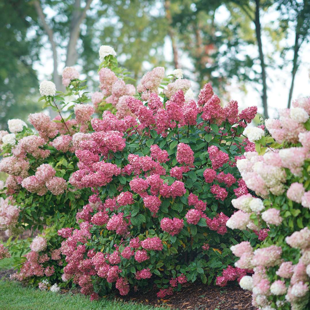 FIRE LIGHT® Hydrangea - Rich Pomegranate Pink -Hydrangea paniculata Quart  Pot Starter Plant.