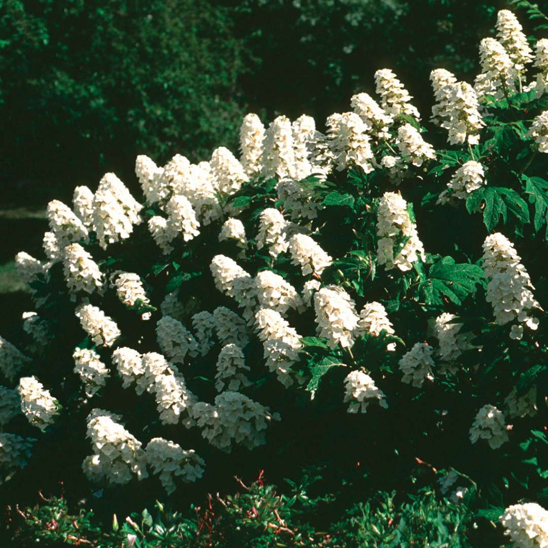 Snow Queen Hydrangea - Oakleaf Hydrangea quercifolia  4" Pot.