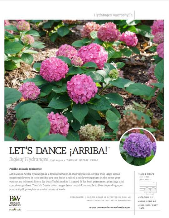 Let’s Dance Arriba!® Flowering Hydrangea Shrubs - Bigleaf Hydrangea Quart Size
