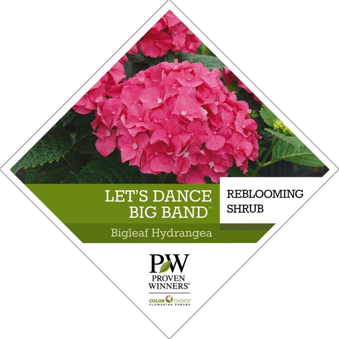 Let’s Dance Big Band Flowering Shrubs Hydrangea - Bigleaf Hydrangea macrophylla