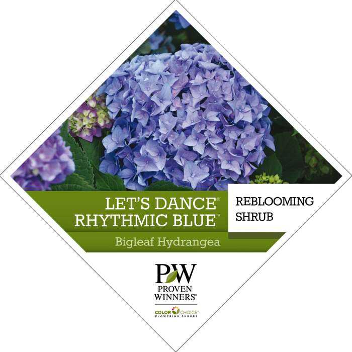 Let's Dance® Rhythmic Blue All Summer Beauty Hydrangea bigleaf mophead Plants  Quart Size