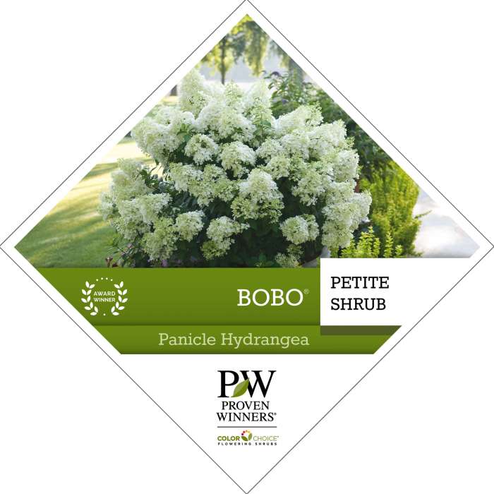 Bobo Hydrangea - Hydrangea - Panicle Starter Plant Quart Size.