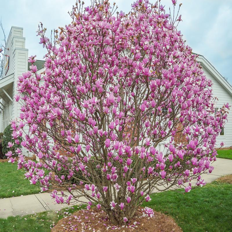 Magnolia 'Jane' tree,