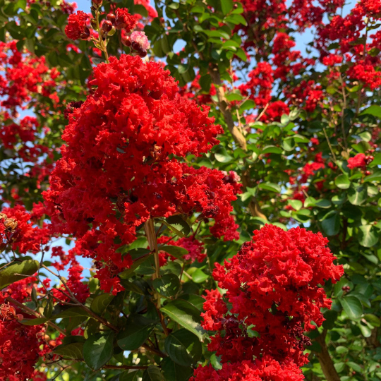 Red Crepe Myrtle Tree 2 to 3 ft Tall Bare Root Tree Scarlet Crape Myrtle Shrubs Landscape Tree
