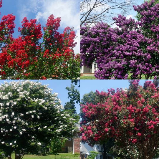 Red Crepe Myrtle Tree Plus Other Colors