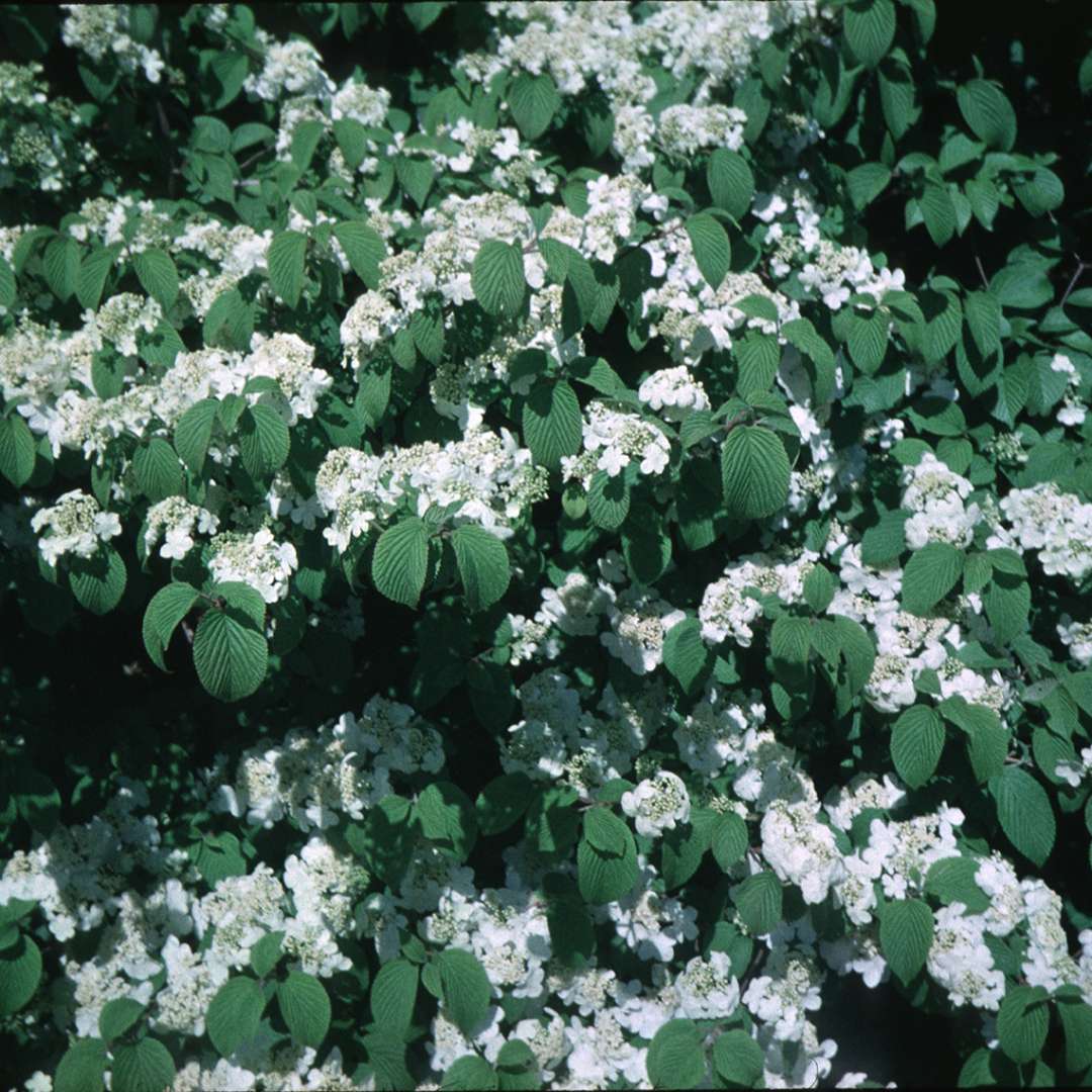 2 Shasta’ Viburnum - Doublefile  Viburnum plicatum var. tomentosum 1yr 12-18" Tall.