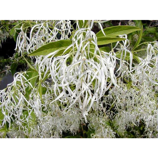 White Fringe Flowering Tree