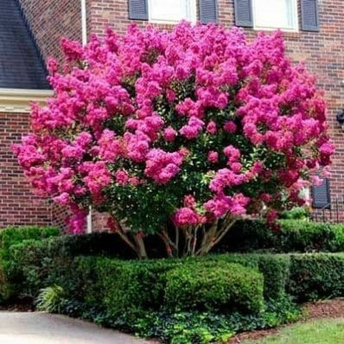 Pink Crepe Myrtle Trees 9 to 12 inches Tall Bare Root Spring Trees For Sale