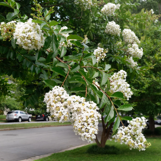 crepe myrtle tree in full bloom