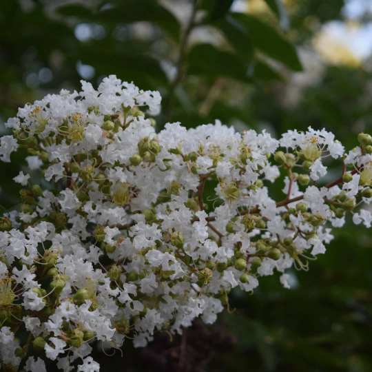 crepe myrtle trees white flowers