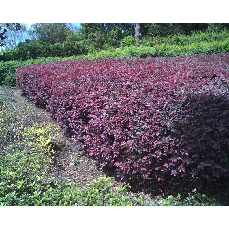 Plum Delight Loropetalum, Loropetalum shrub, purple flowers, chinese fringe shrub 1 Gallon Pot.