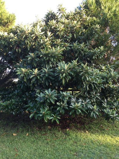 Loquat Japanese Plum Tree Live Plant 1 Gallon Loquat Plum Fruit Tree 12 to 18 inches tall