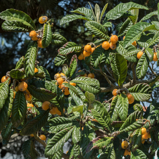 loquat tree fruit