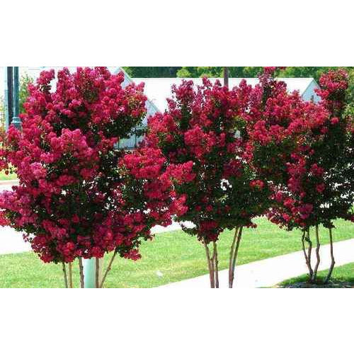 Red Crape Myrtle Trees