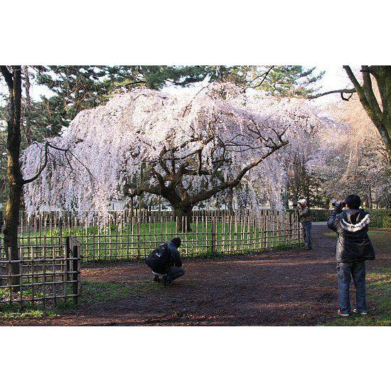 Weeping Cherry Tree  "Shidare Yoshino" Bare Root Whip 3-4 ft Branched Ornamental Tree.