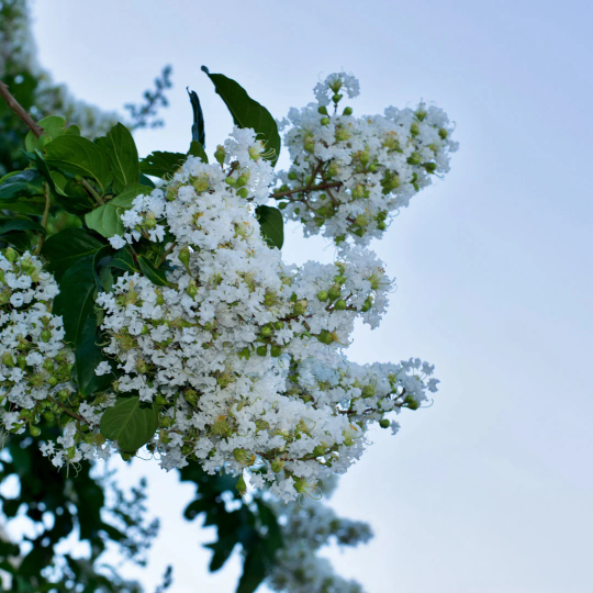 white crepe myrtle seedling mature blooms